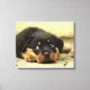 Search for rottweiler canvas prints Animal
