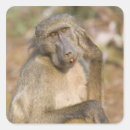 Search for baboons stickers Animals in the wild