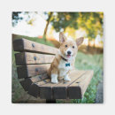 Search for park bench magnets Puppy