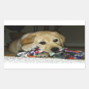 Search for yellow lab stickers Cute