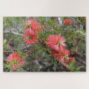 Search for bottlebrushes Garden