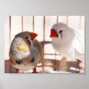 Search for finches posters Pet
