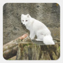 Search for arctic animal stickers White