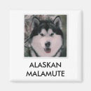 Search for alaskan magnets Dog