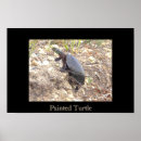 Search for painted turtle posters Photography