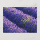 Search for abundant postcards Photography