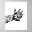 Search for black and white giraffe posters Photography
