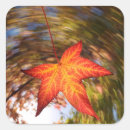 Search for autumn tree stickers Bright