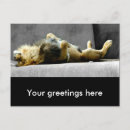 Search for sleepy postcards Lion