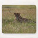 Search for african lion mouse mats Wild animals