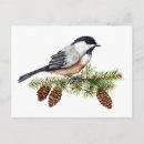 Search for chickadee postcards Bird