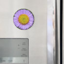 Search for aster magnets Floral