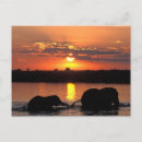 Search for botswana postcards Animal