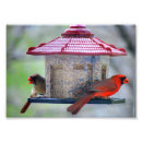 Search for cardinalis posters Red