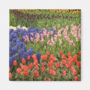 Search for varieties magnets Red