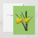 Search for daffodils postcards Orange