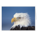 Search for america eagle postcards Portrait