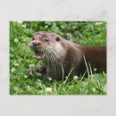 Search for otter postcards Photography