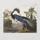 Search for birds of america postcards John james audubon