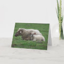 Search for ewe photography Nature
