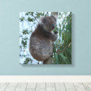 Search for koala canvas prints Bear