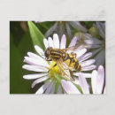 Search for hovering postcards Insect