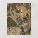 Search for concolor postcards Predator