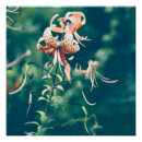 Search for tiger lily Flowers