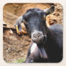 Search for goat coasters Farms