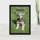 Search for thank you for your kindness Dog