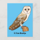 Search for tyto postcards Barn owl
