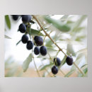 Search for olive tree posters Branch