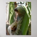 Search for sloth posters Mammal
