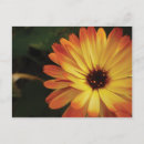 Search for marigold postcards Photography