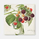 Search for blackberries magnets Fruit