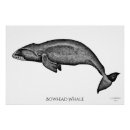 Search for bowhead Nature
