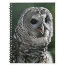 Search for strix Animal