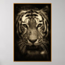 Search for tiger face posters Cat