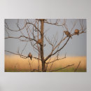 Search for mourning dove Mourning doves