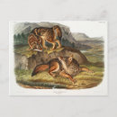 Search for john audubon postcards Illustration