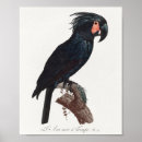 Search for vintage natural history posters Bird