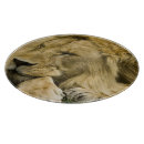 Search for cat cookware Panthera leo