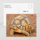 Search for land turtle postcards Animal