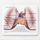 Search for lungs mouse mats Organ