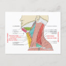 Search for anatomy postcards Muscles
