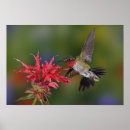 Search for ruby throat posters Male