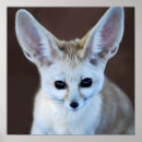 Search for fennec fox posters Cute