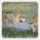 Search for kenya lion stickers Masai mara