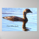Search for grebes Wildlife