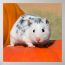 Search for cute hamster posters Animal